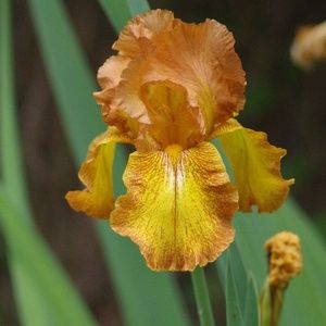 Meet your Posher, Margaret